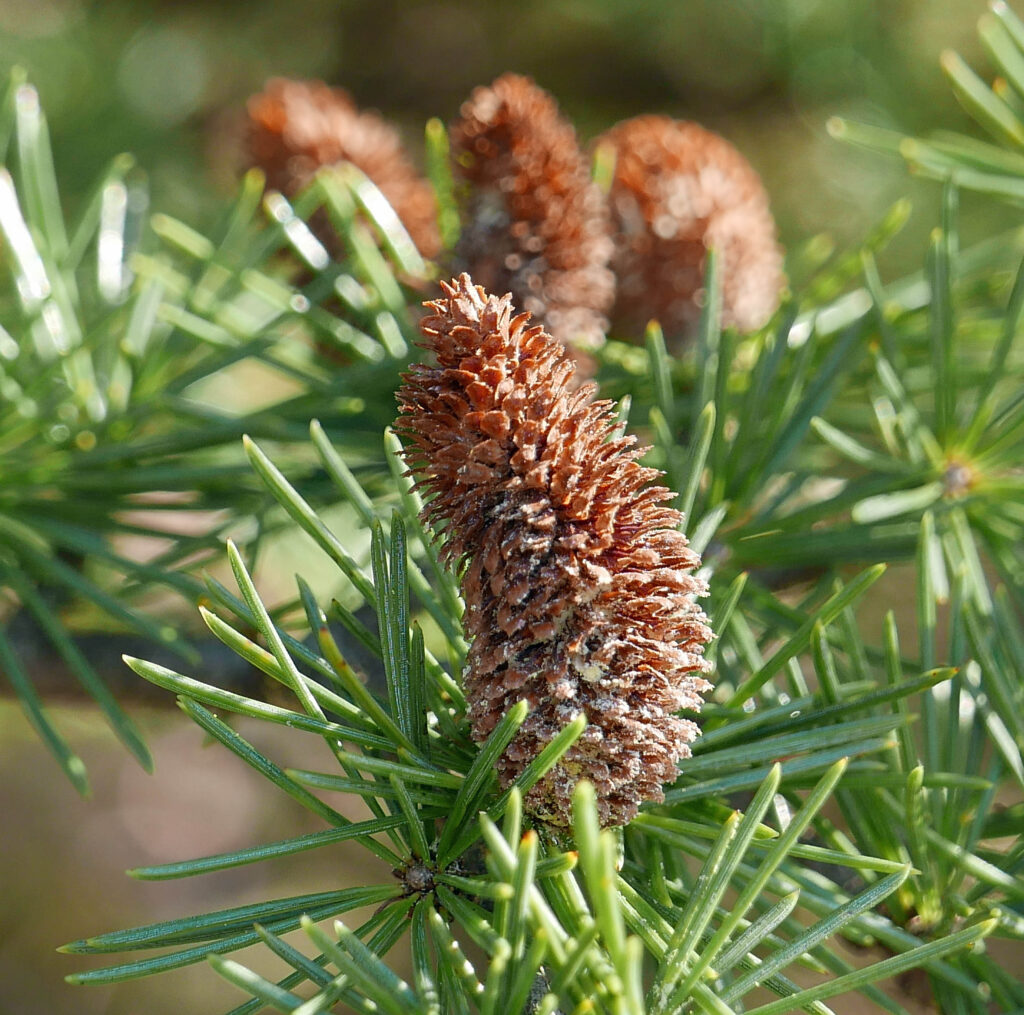 Dehisced male strobili of Cedrus libani