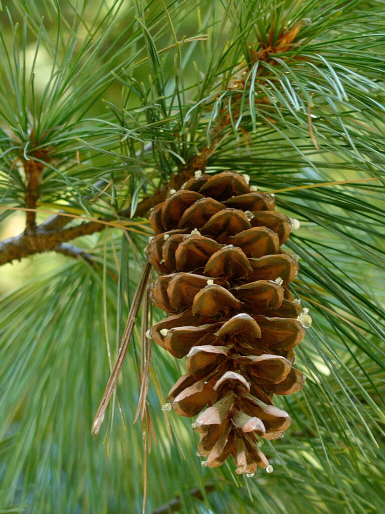 Female strobilus of native Pinus strobus