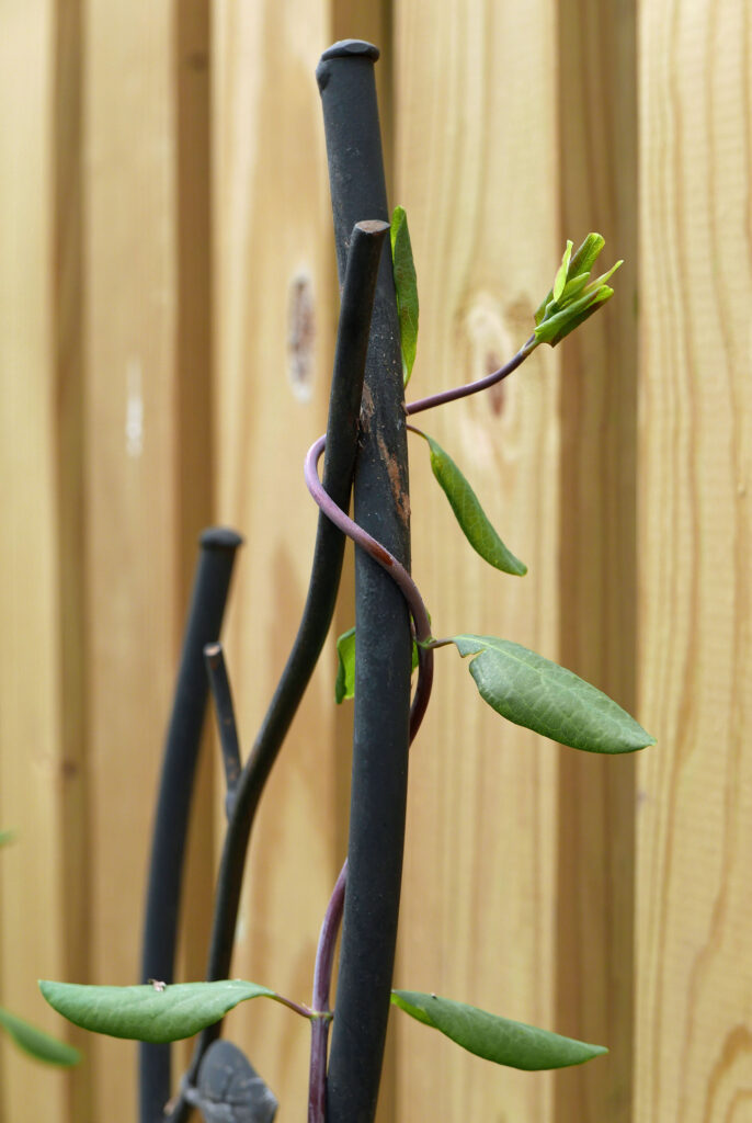Twining clockwise: native Lonicera sempervirens