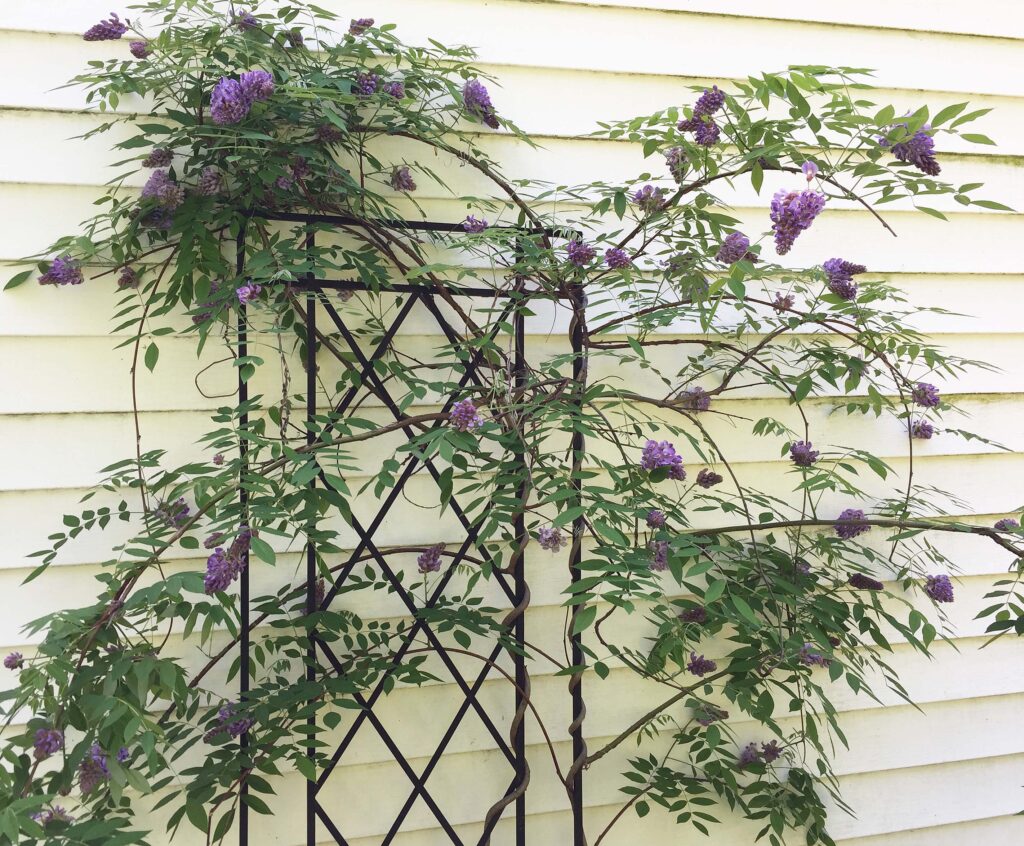 Wisteria frutescens (American wisteria) in a residential landscape