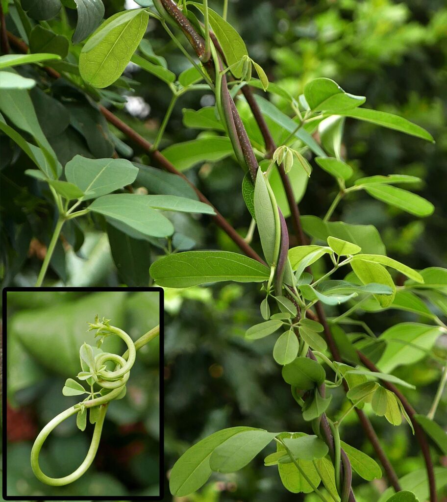 Akebia quinata stems twine counterclockwise