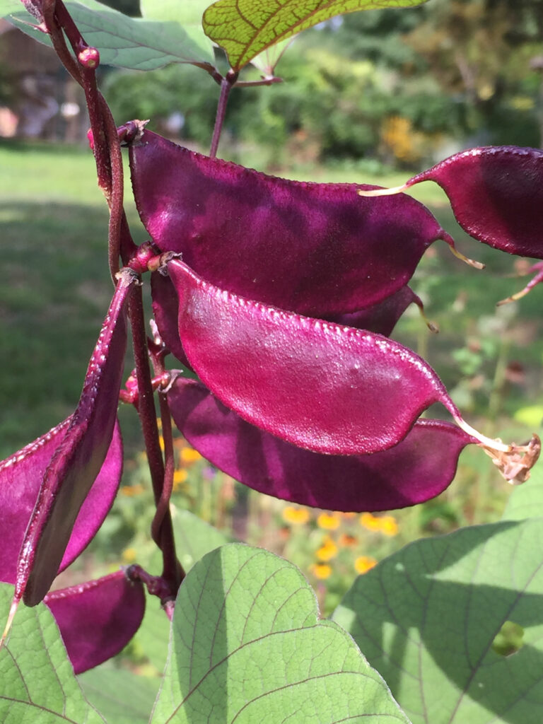 Twining counterclockwise: annual, self-seeding Dolichos lablab