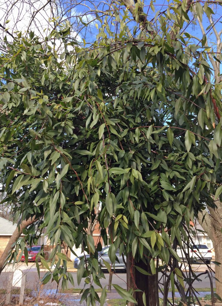 Twining counterclockwise: native Gelsemium sempervirens