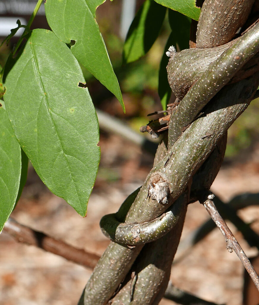 Twining counterclockwise: native Wisteria frutescens