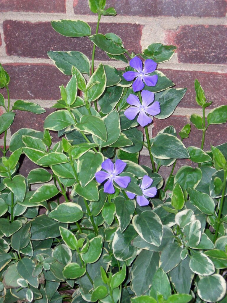 Invasive Vinca major 'Variegata'
