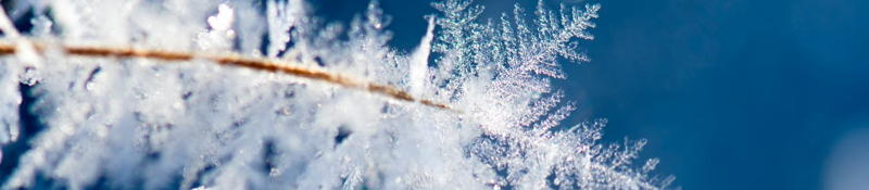 macro photography of snowflakes