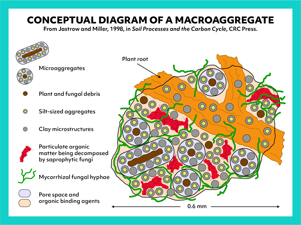 Conceptual diagram of a macroaggregate soil.