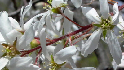 Amelanchier arborea flowers