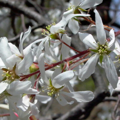 Amelanchier arborea flowers