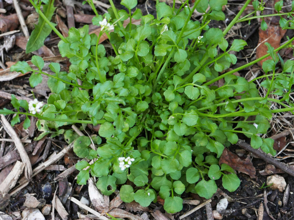 Cardamine hirsuta basal rosette in March.