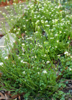 Cardamine hirsuta (hairy bittercress) en masse in March. The trifoliolate leaves of clover can be seen in the foreground.
