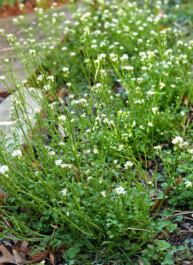 Cardamine hirsuta (hairy bittercress) en masse in March. The trifoliolate leaves of clover can be seen in the foreground.
