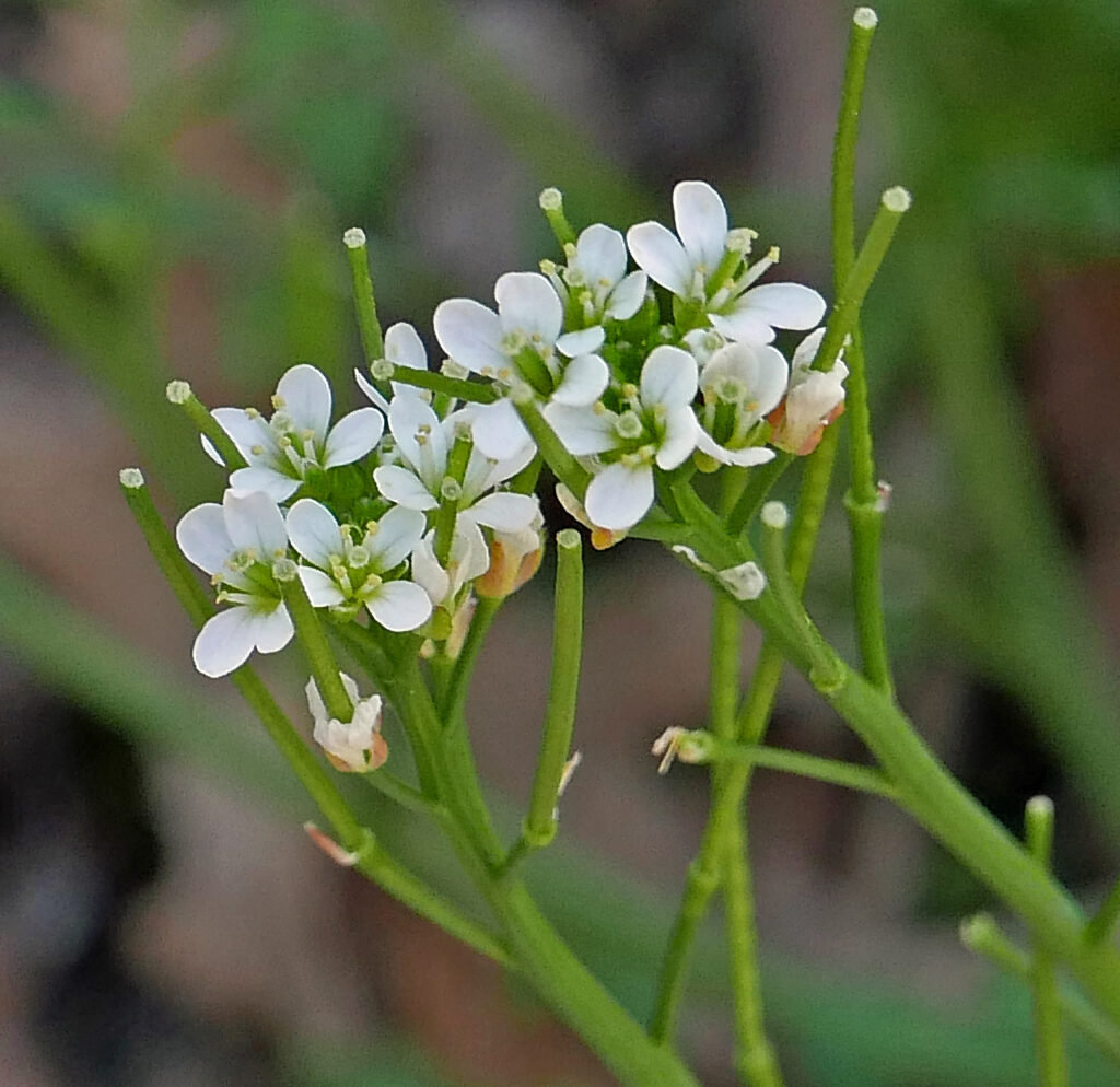 Cardamine hirsuta flowers in March.