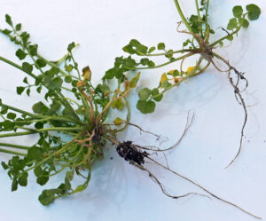 Cardamine hirsuta plants easily pulled out of moist ground show their fibrous roots.