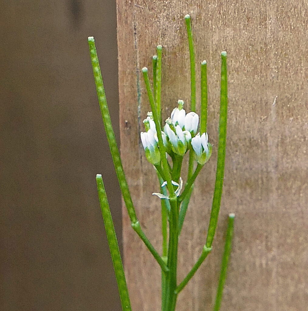 Cardamine hirsuta flowers early morning have yet to open for the day, but seeds forming in the siliques can be clearly seen.