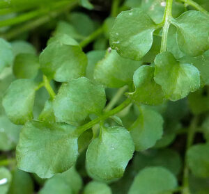 Edible, sparsely hirsute, basal leaves of Cardamine hirsuta (hairy bittercress).