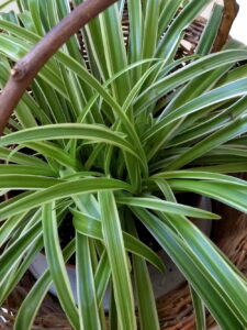 Chlorophytum comosum (spider plant)