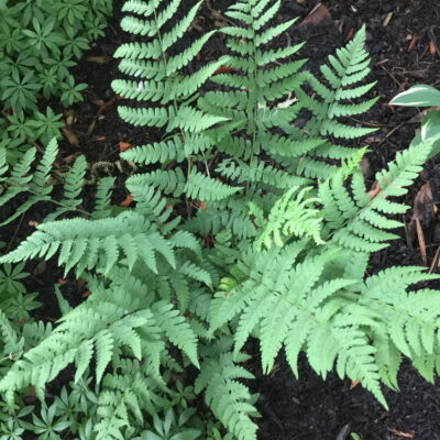 Marginal wood fern