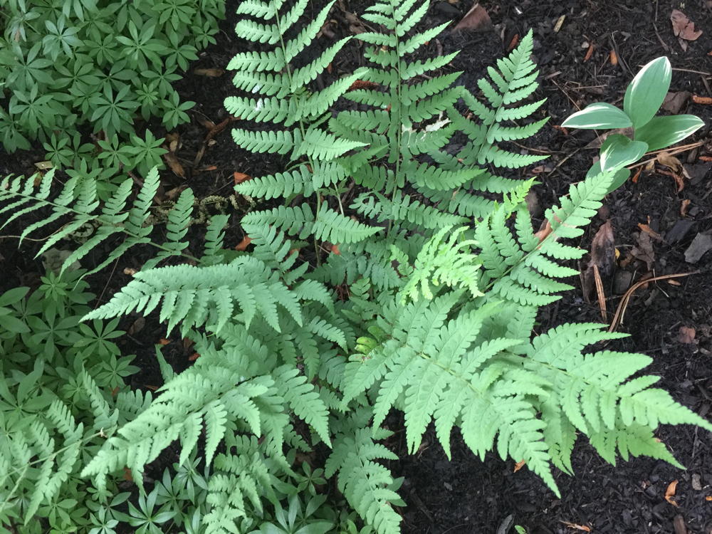 Marginal wood fern