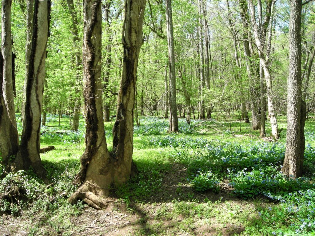 Mertensia virginica (Virginia Bluebells) in the woods at Merrimac Farm WMA in April