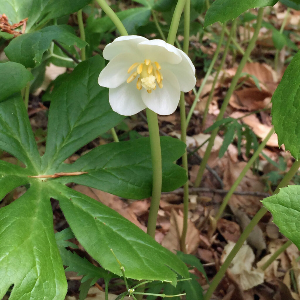 Native Podophyllum peltatum flower