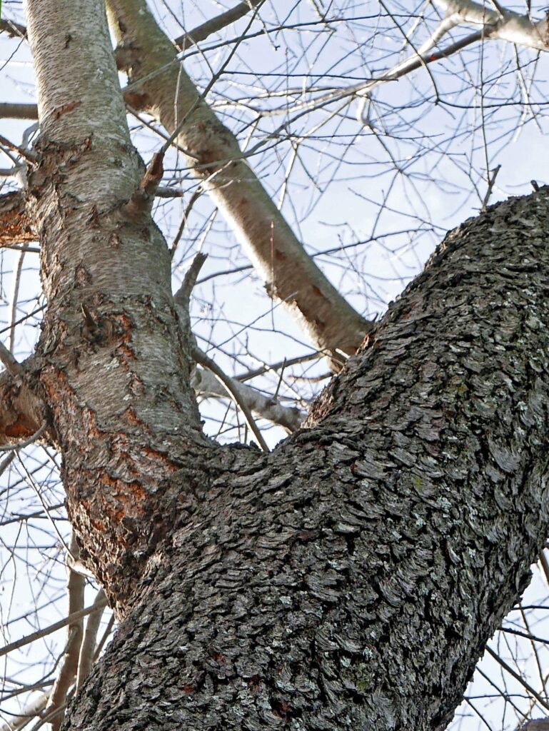 Scaly bark of the mature trunk obscures the horizontal lenticels visible on the young branches of this native Prunus serotina