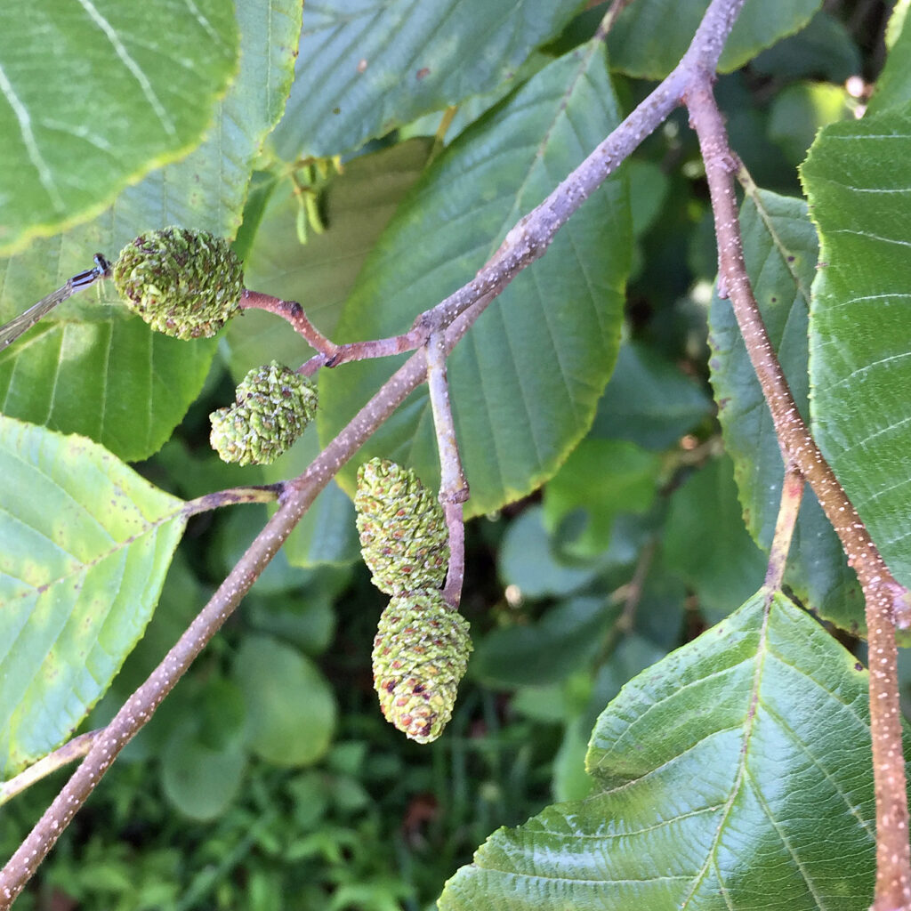 Lenticels (white dots) are most visible on young branches of native Alnus serrulata