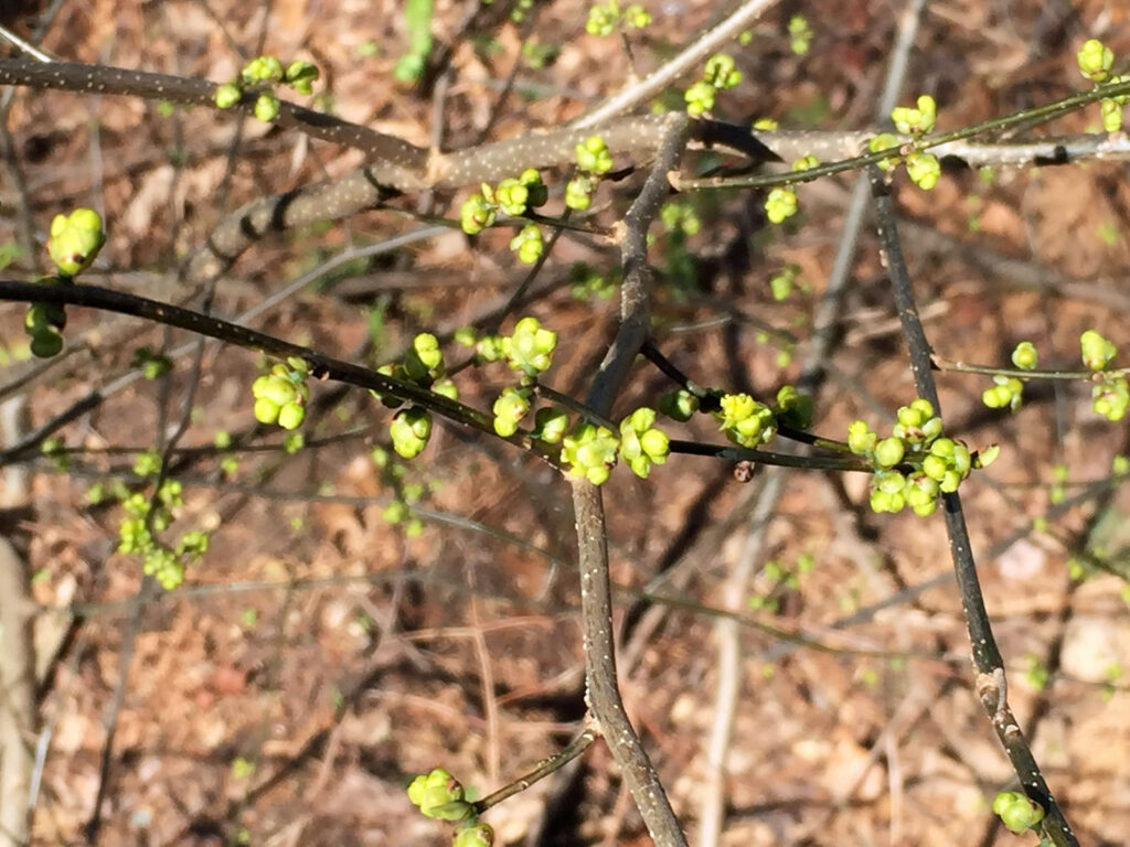 Flower buds of Lindera benzoin (northern spicebush) on sparsely lenticeled branches