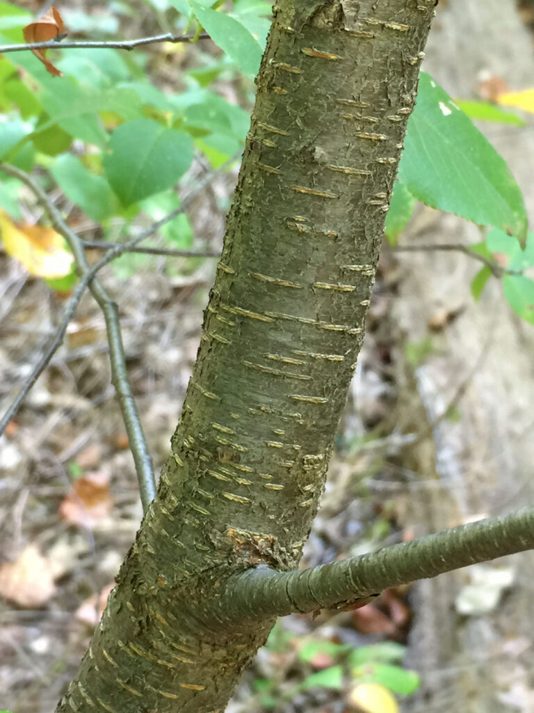 White, horizontal bands of lenticels on a young native Prunus serotina