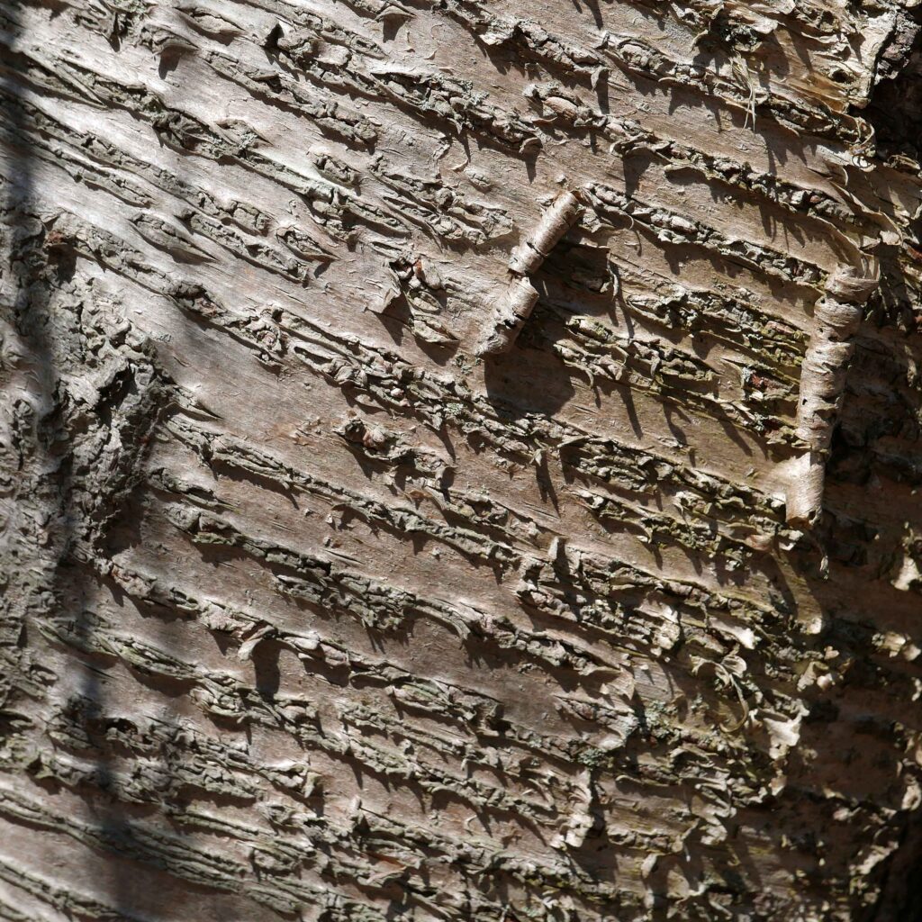 Maturing bark of Mid-Atlantic native Betula alleghaniensis (yellow birch) showing the elongated lenticels and curling bark