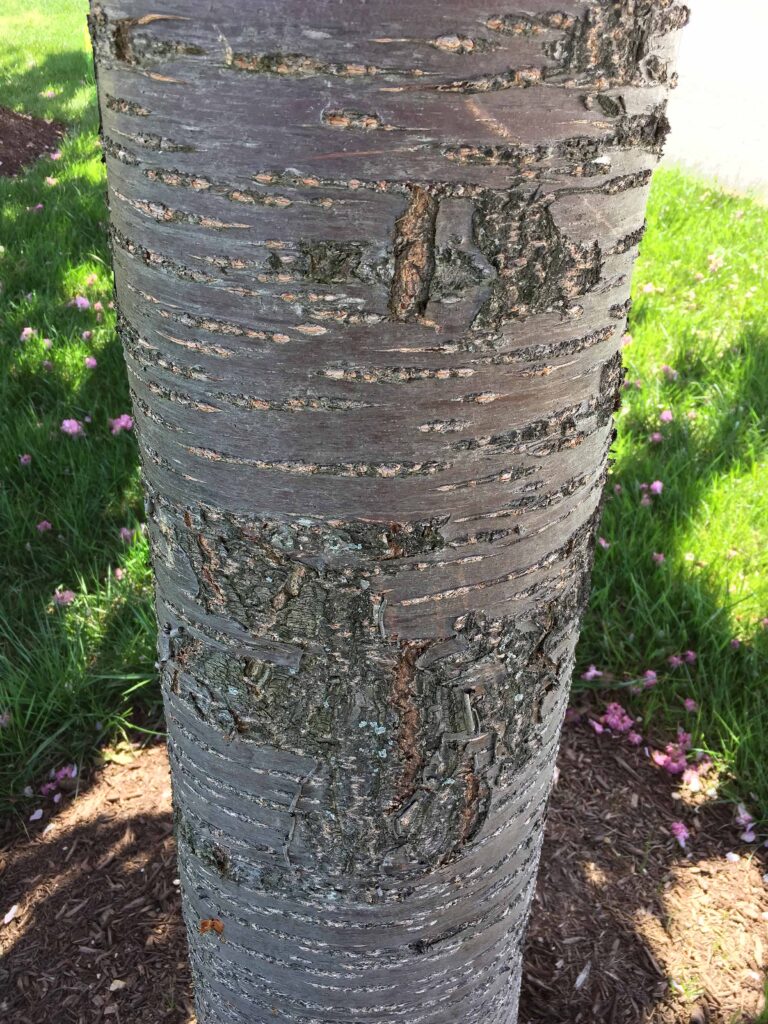 Lenticels as horizontal striations on Prunus 'Asano"