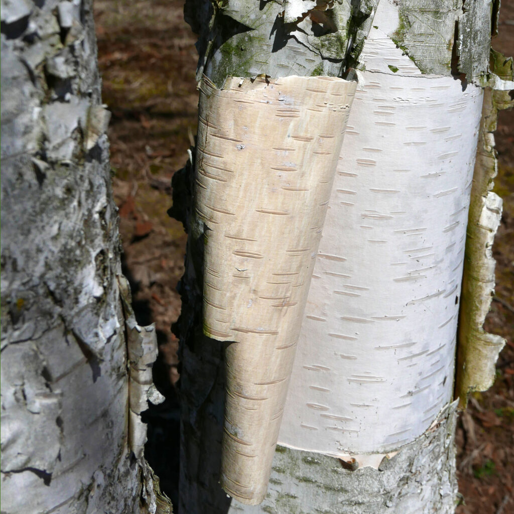 Horizontal lenticels become conspicuous when the bark peels from the trunk of this native Betula nigra