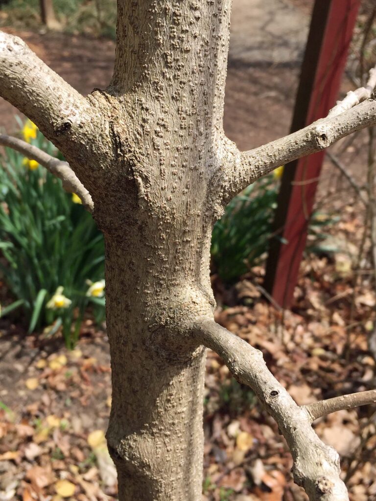 Raised, bumpy lenticels on native Chionanthus virginicus