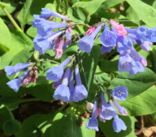 Virginia Bluebell flowers