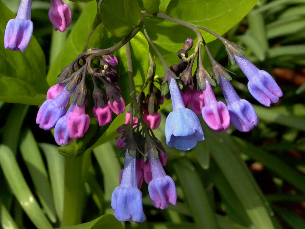 As the flowers of native Mertensia virginica (Virginia bluebells) open in March, the scorpioid cymes uncoil