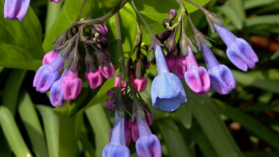 As the flowers of native Mertensia virginica (Virginia bluebells) open in March, the scorpioid cymes uncoil
