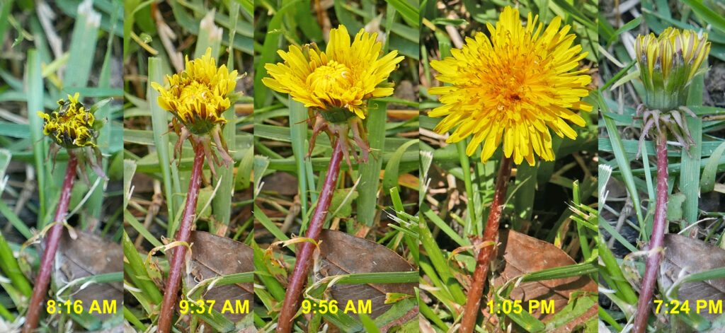 A dandelion flower displays nyctinasty and photonasty in May.