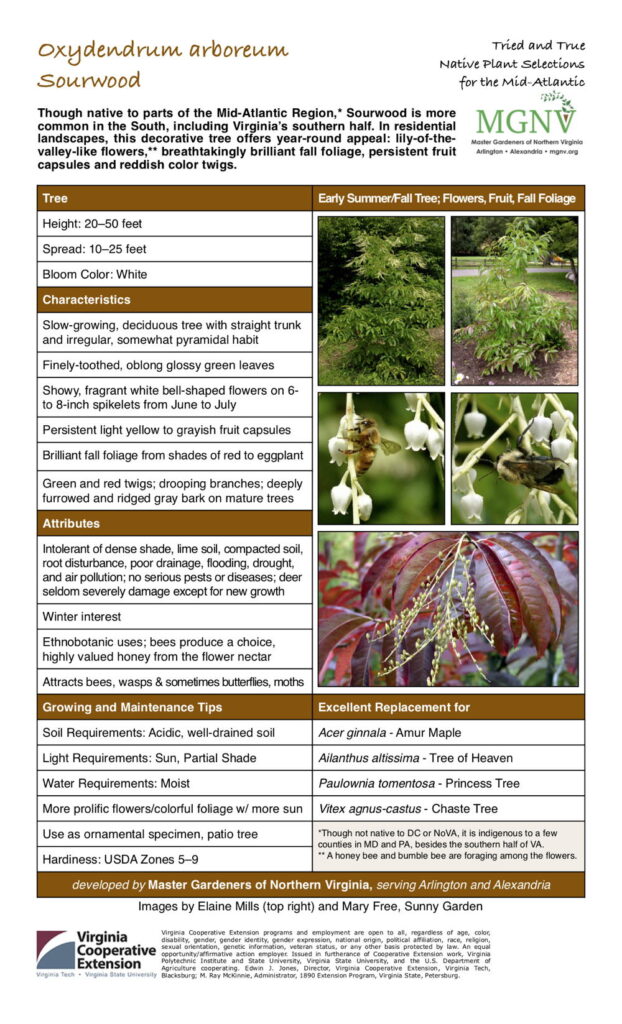 Though native to parts of the Mid-Atlantic Region,* Sourwood is more common in the South, including Virginia’s southern half. In residential landscapes, this decorative tree offers year-round appeal: lily-of-the- valley-like flowers,** breathtakingly brilliant fall foliage, persistent fruit capsules and reddish color twigs. Tree Early Summer/Fall Tree; Flowers, Fruit, Fall Foliage Height: 20–50 feet Spread: 10–25 feet Bloom Color: White Characteristics Slow-growing, deciduous tree with straight trunk and irregular, somewhat pyramidal habit Finely-toothed, oblong glossy green leaves Showy, fragrant white bell-shaped flowers on 6- to 8-inch spikelets from June to July Persistent light yellow to grayish fruit capsules Brilliant fall foliage from shades of red to eggplant Green and red twigs; drooping branches; deeply furrowed and ridged gray bark on mature trees Attributes Intolerant of dense shade, lime soil, compacted soil, root disturbance, poor drainage, flooding, drought, and air pollution; no serious pests or diseases; deer seldom severely damage except for new growth Winter interest Ethnobotanic uses; bees produce a choice, highly valued honey from the flower nectar Attracts bees, wasps & sometimes butterflies, moths Growing and Maintenance Tips Soil Requirements: Acidic, well-drained soil Light Requirements: Sun, Partial Shade Water Requirements: Moist More prolific flowers/colorful foliage w/ more sun Use as ornamental specimen, patio tree Excellent Replacement for Acer ginnala - Amur Maple Ailanthus altissima - Tree of Heaven Paulownia tomentosa - Princess Tree Vitex agnus-castus - Chaste Tree *Though not native to DC or NoVA, it is indigenous to a few counties in MD and PA, besides the southern half of VA. ** A honey bee and bumble bee are foraging among the flowers. Hardiness: USDA Zones 5–9 developed by Master Gardeners of Northern Virginia, serving Arlington and Alexandria Images by Elaine Mills (top right) and Mary Free, Sunny Garden