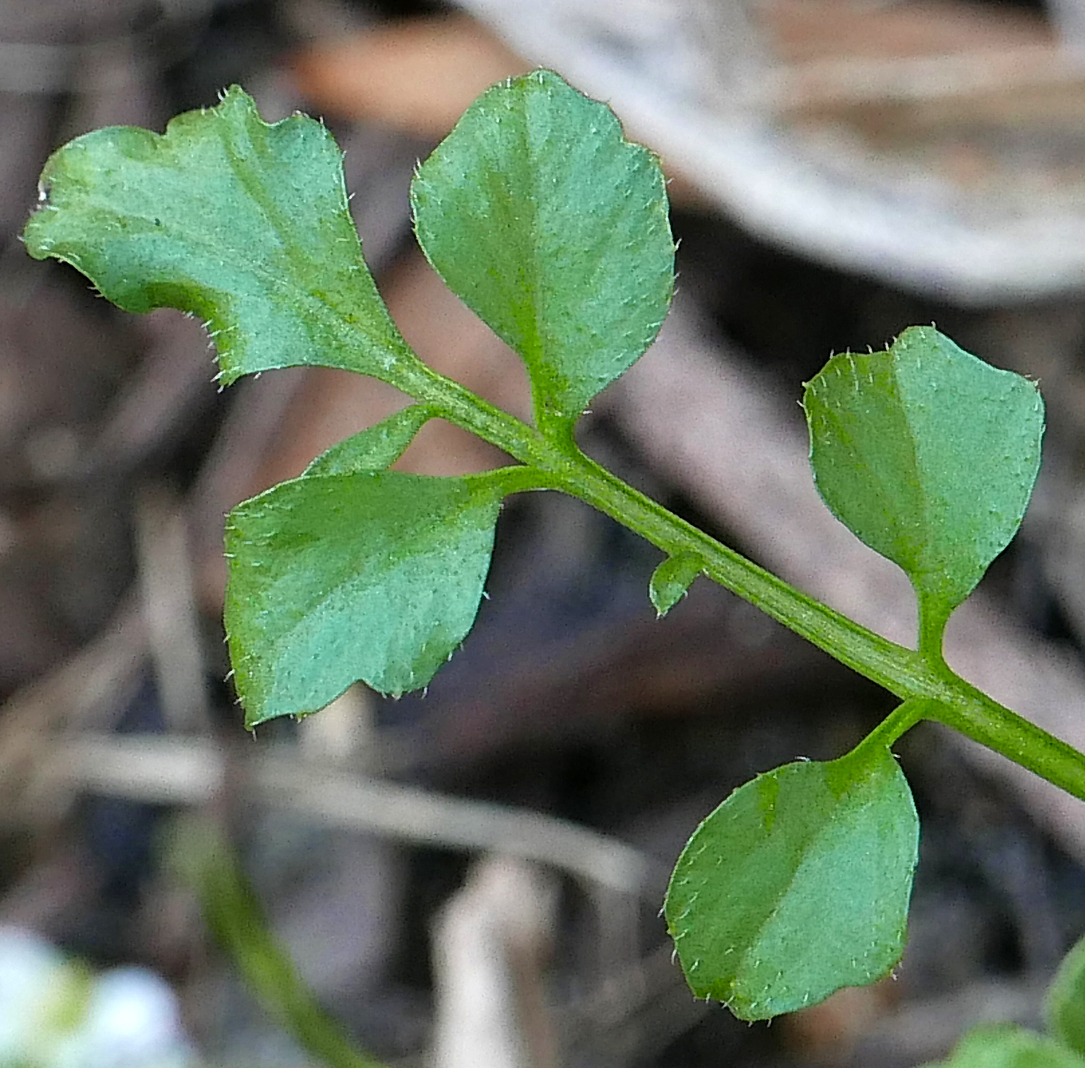 Sparsely hirsute leaves of Cardamine hirsuta