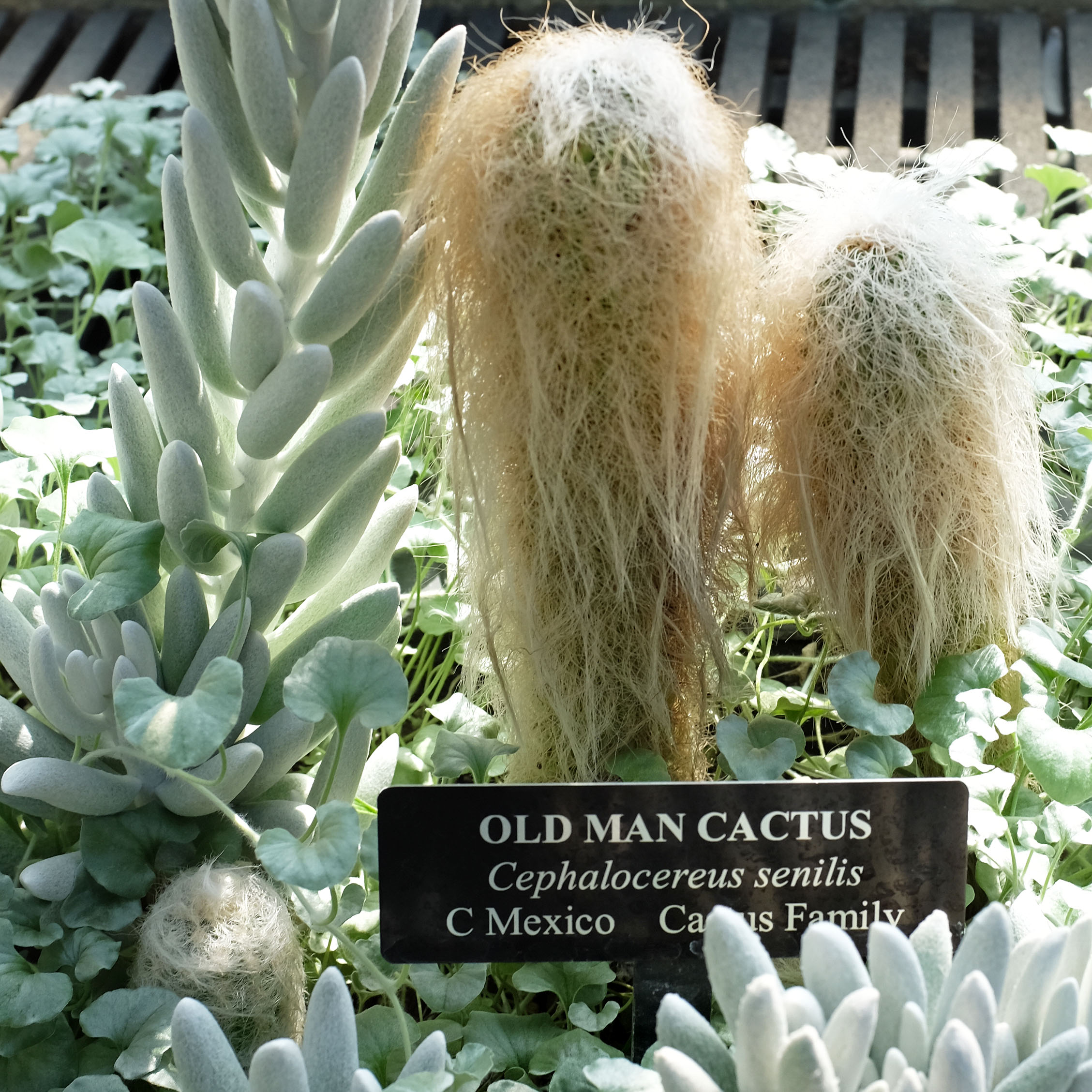 Arachnoid coat of Cephalocereus senilis