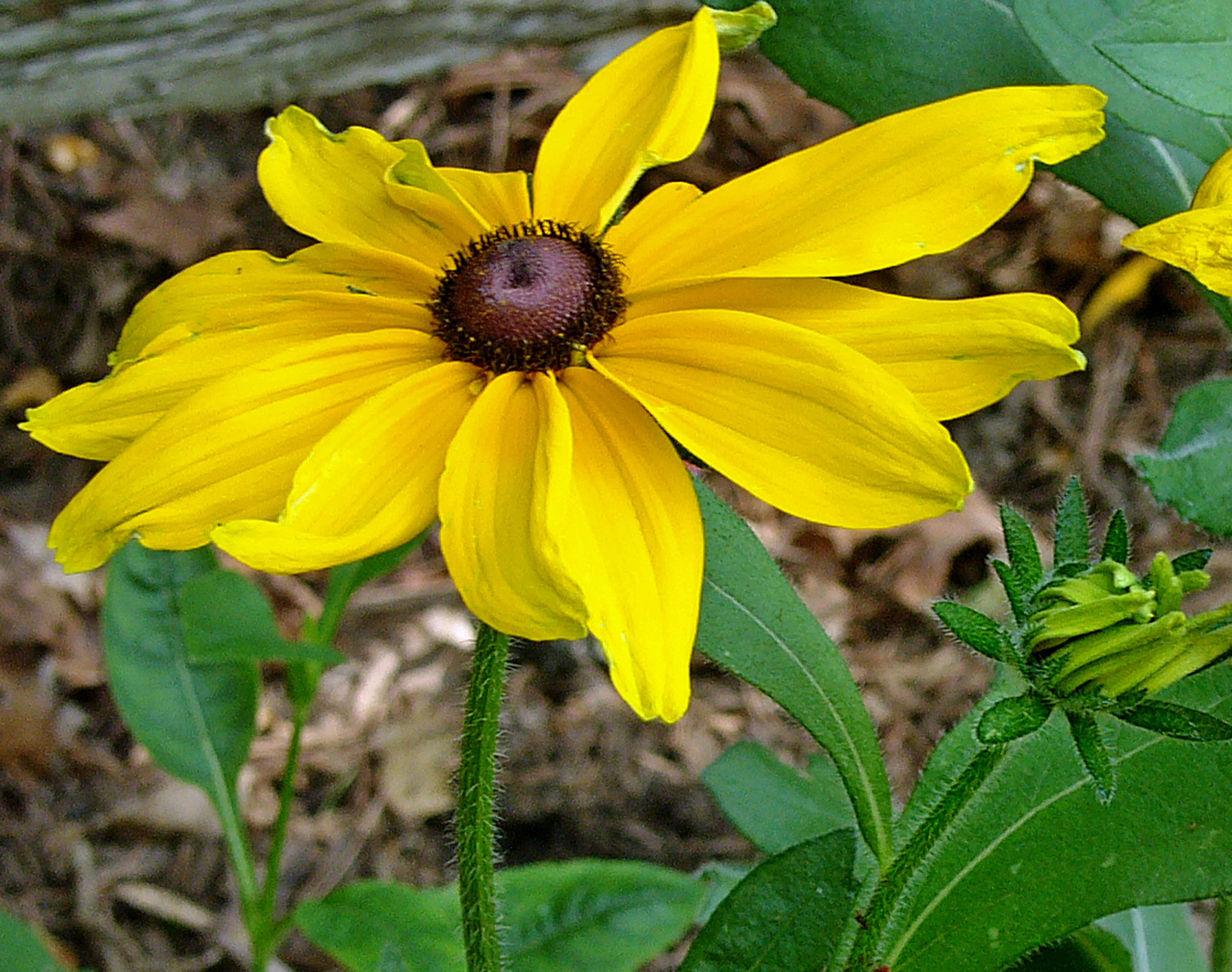 Bristly stems, leaves, and calyxes of native Rudbeckia hirta