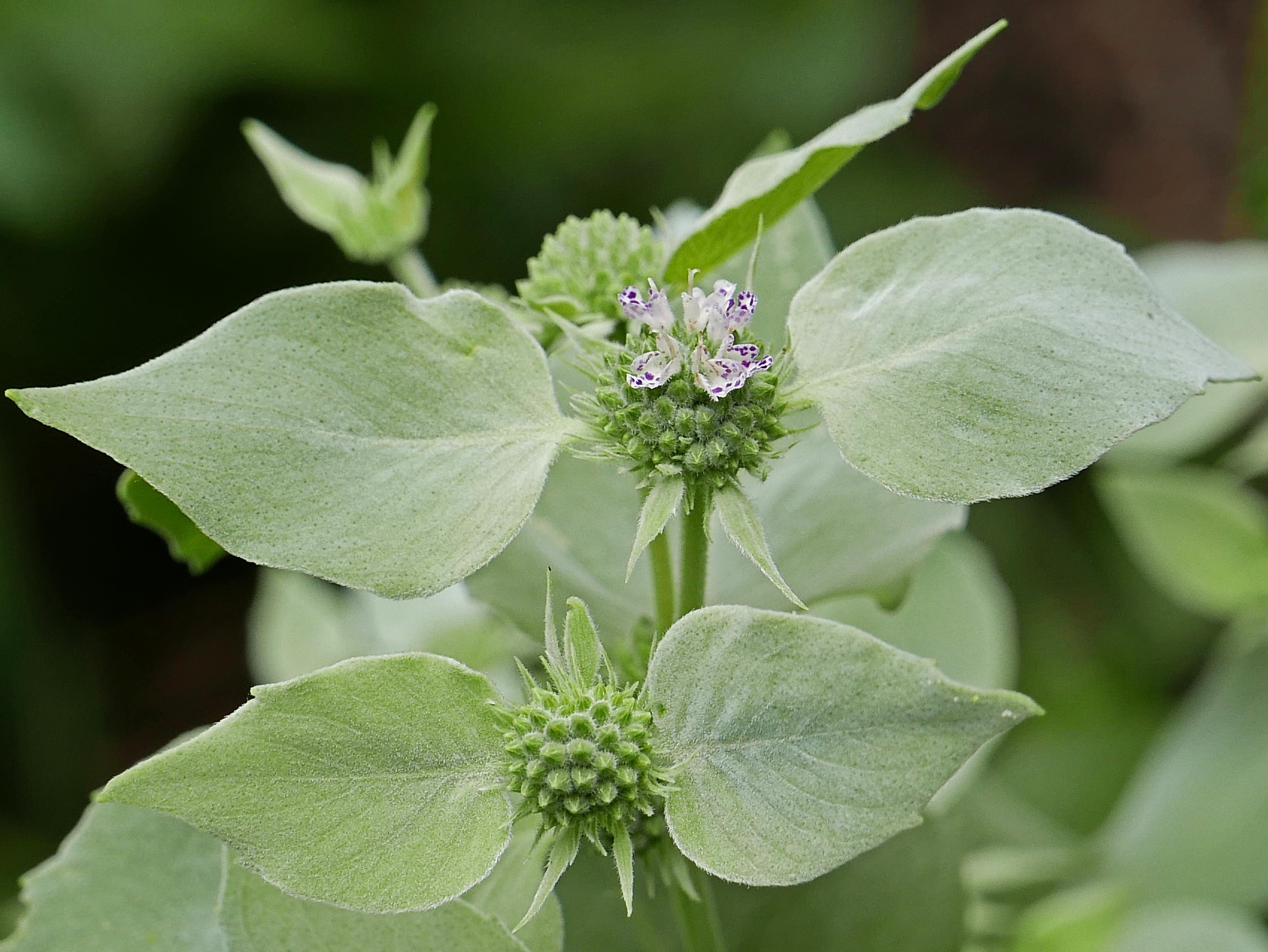 Canescent bracts of native Pycnanthemum muticum
