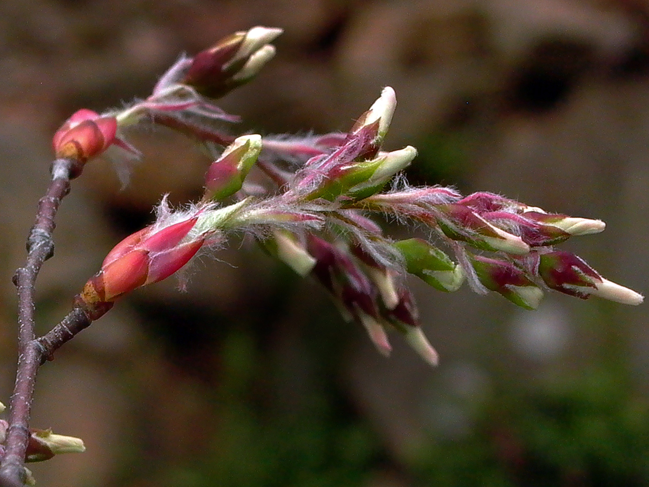 Downy hairs on emerging flower buds of native Amelanchier arborea