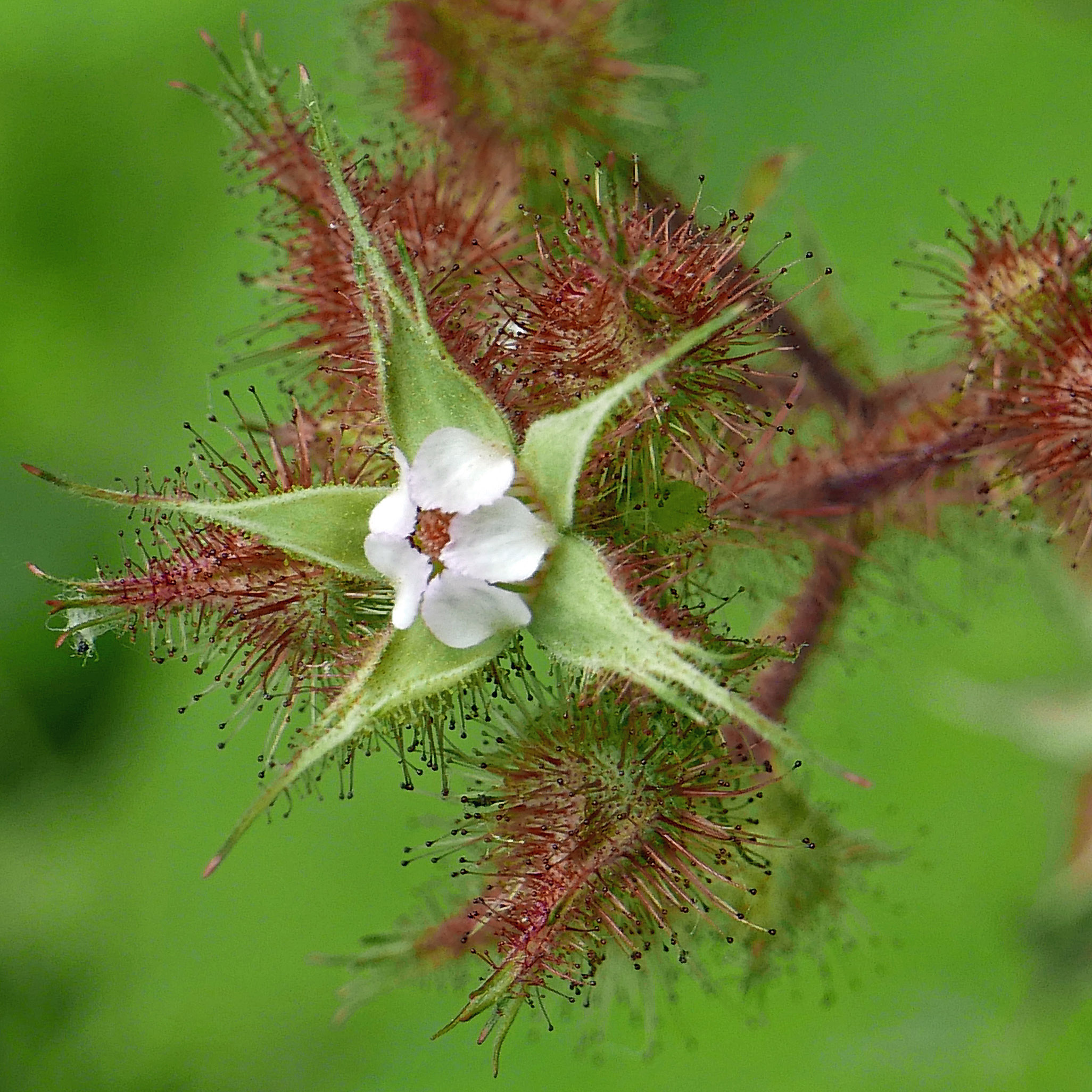 Glandular buds and stems of invasive Rubus phoenicolasius