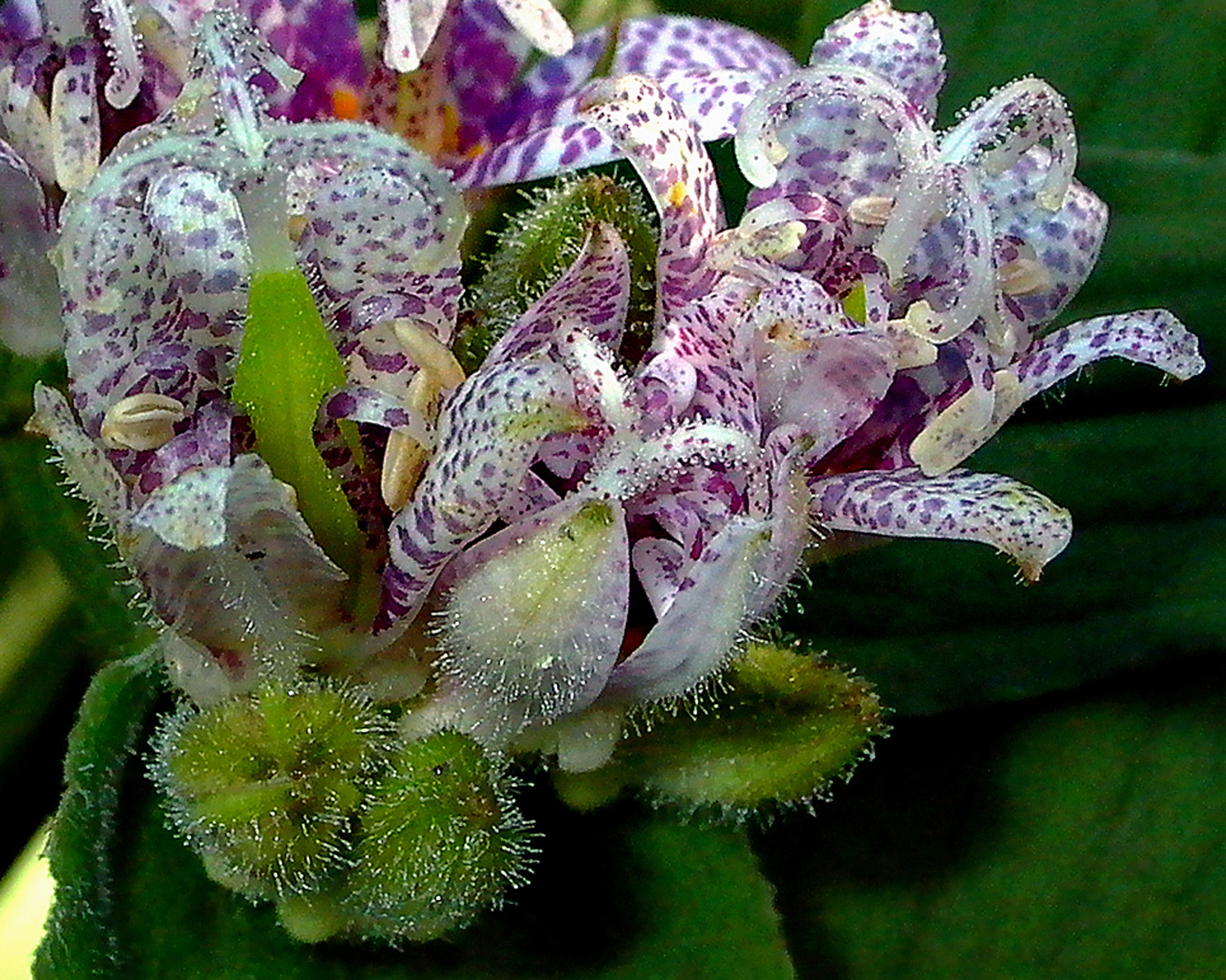Hirsute and glandular calyxes, petals, and styles of Tricyrtis hirta