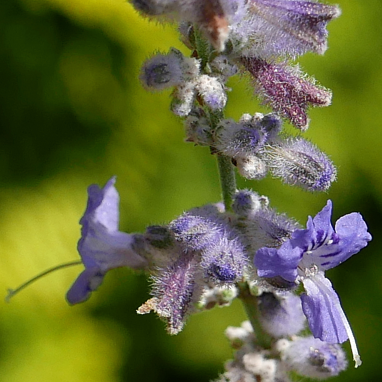 Hirsute calyxes of Perovskia atriplicifolia