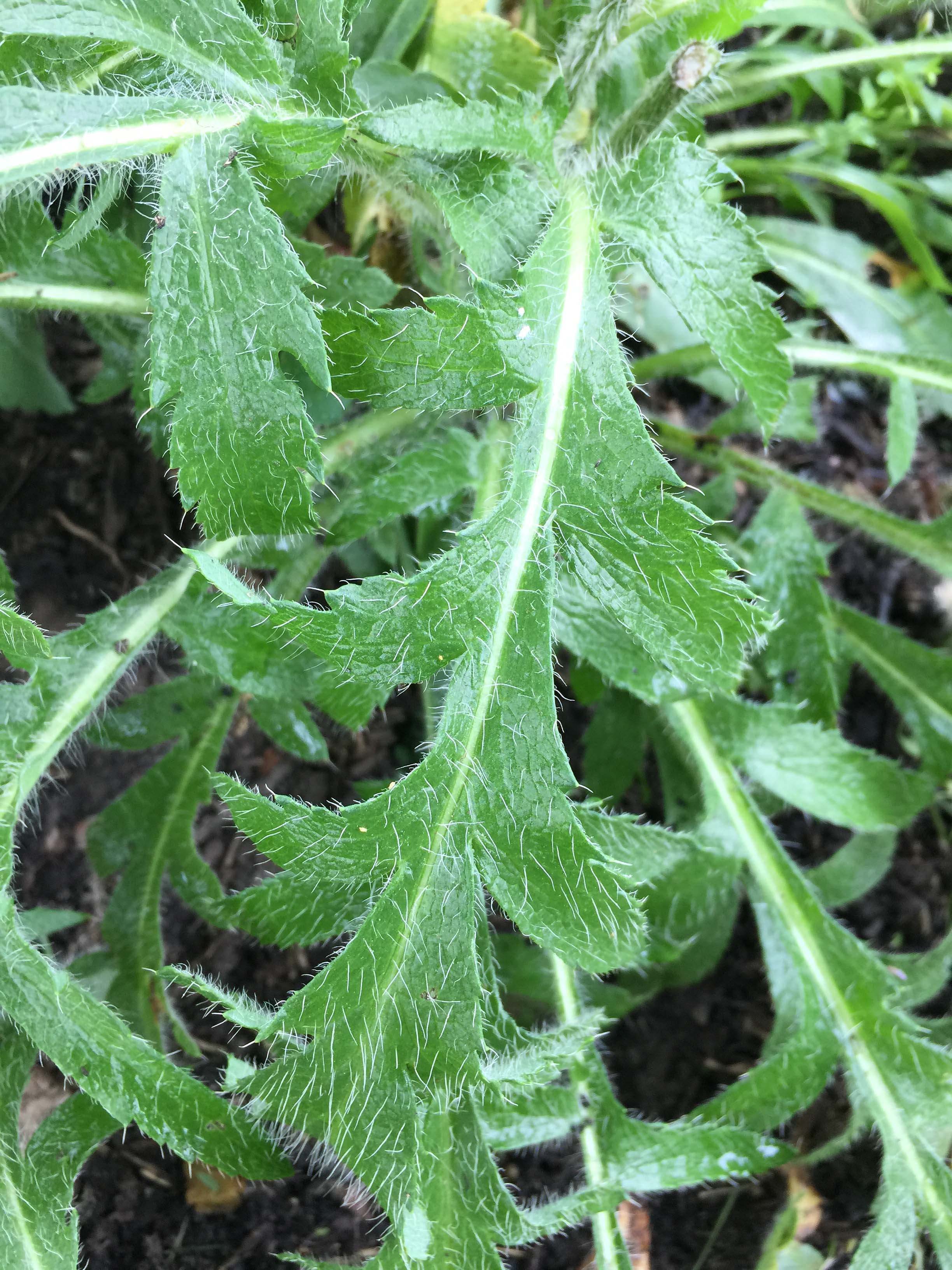 Hispid to scabrous leaves of Papaver orientale