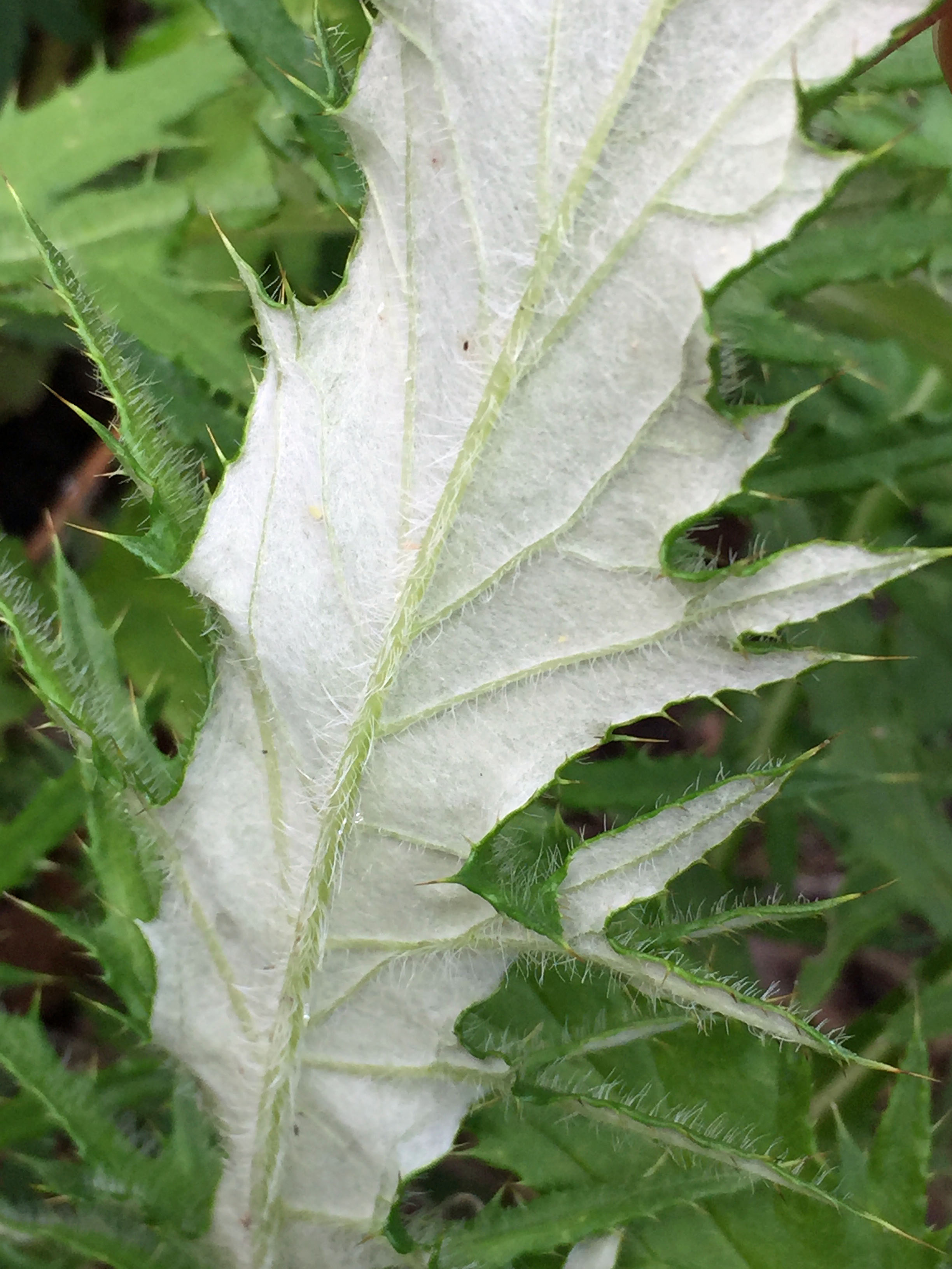 Hoary to tomentose leaf undersides of native Cirsium discolor