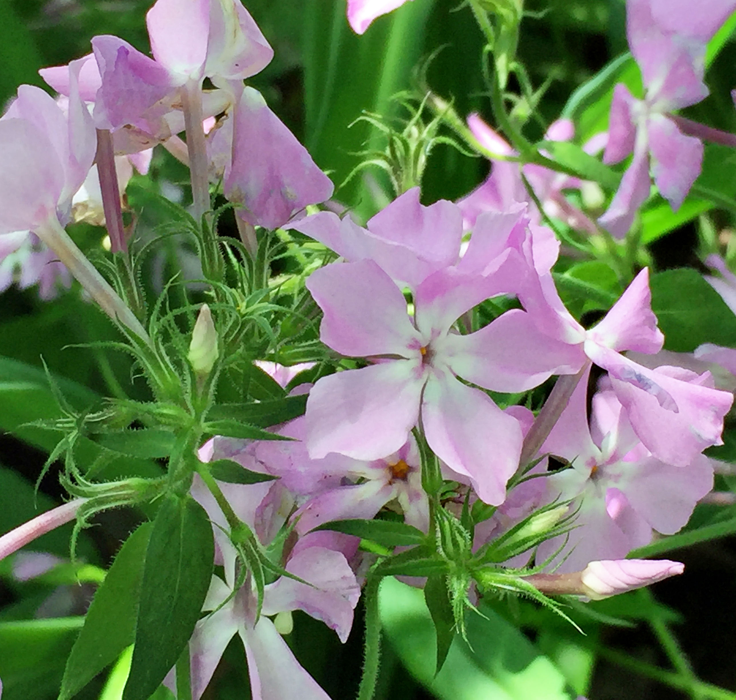 Pilose stems and leaves of native Phlox pilosa