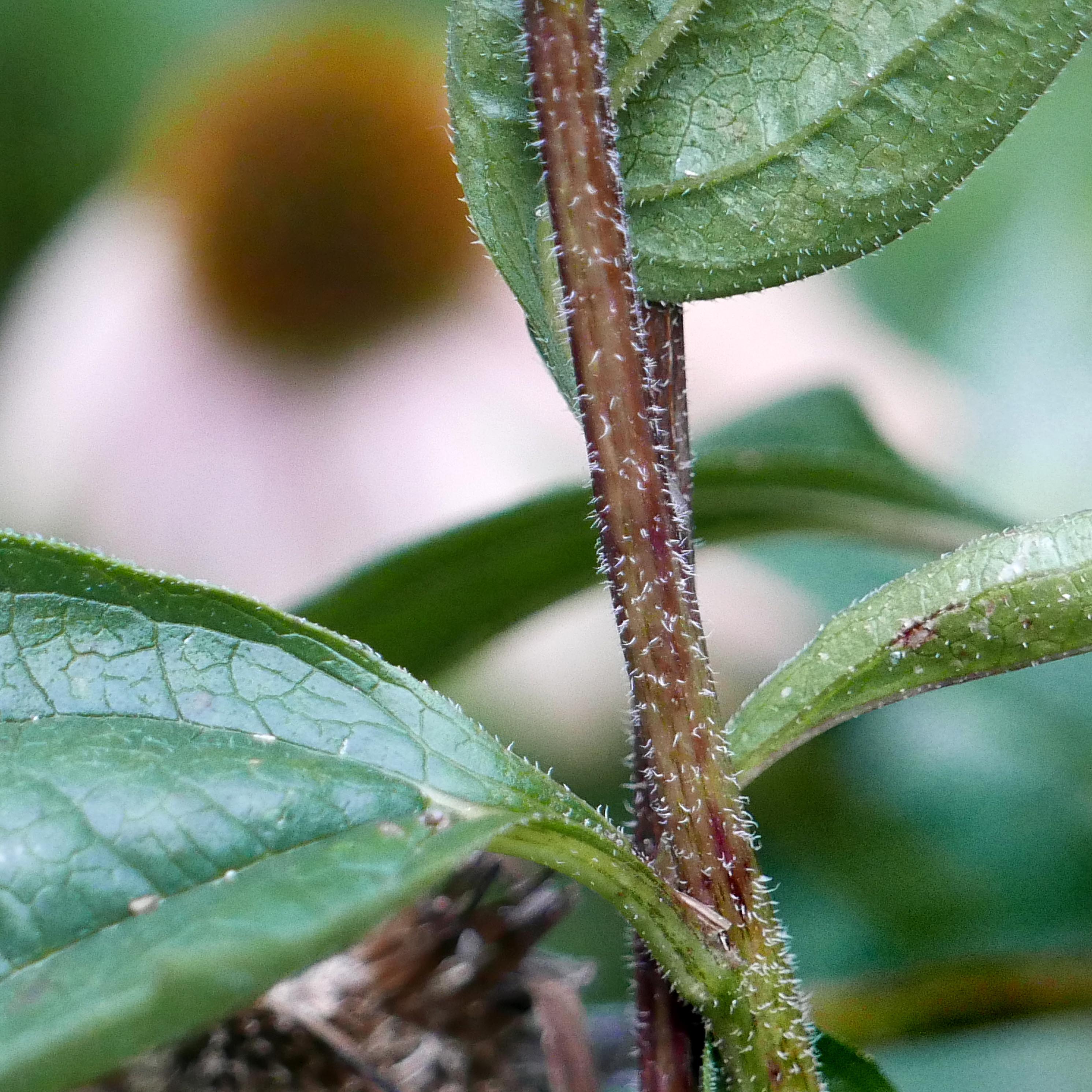 Hirsute stems and scabrous leaves of Midwest native Echinacea purpurea